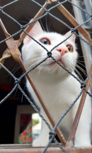 BH Redes de proteção